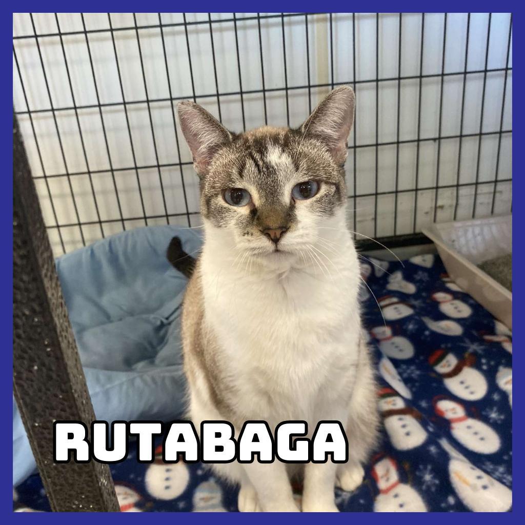 Rutabaga, an adoptable Domestic Short Hair in Glenwood, MN, 56334 | Photo Image 1