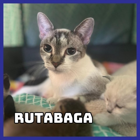 Rutabaga, an adoptable Domestic Short Hair in Glenwood, MN, 56334 | Photo Image 2