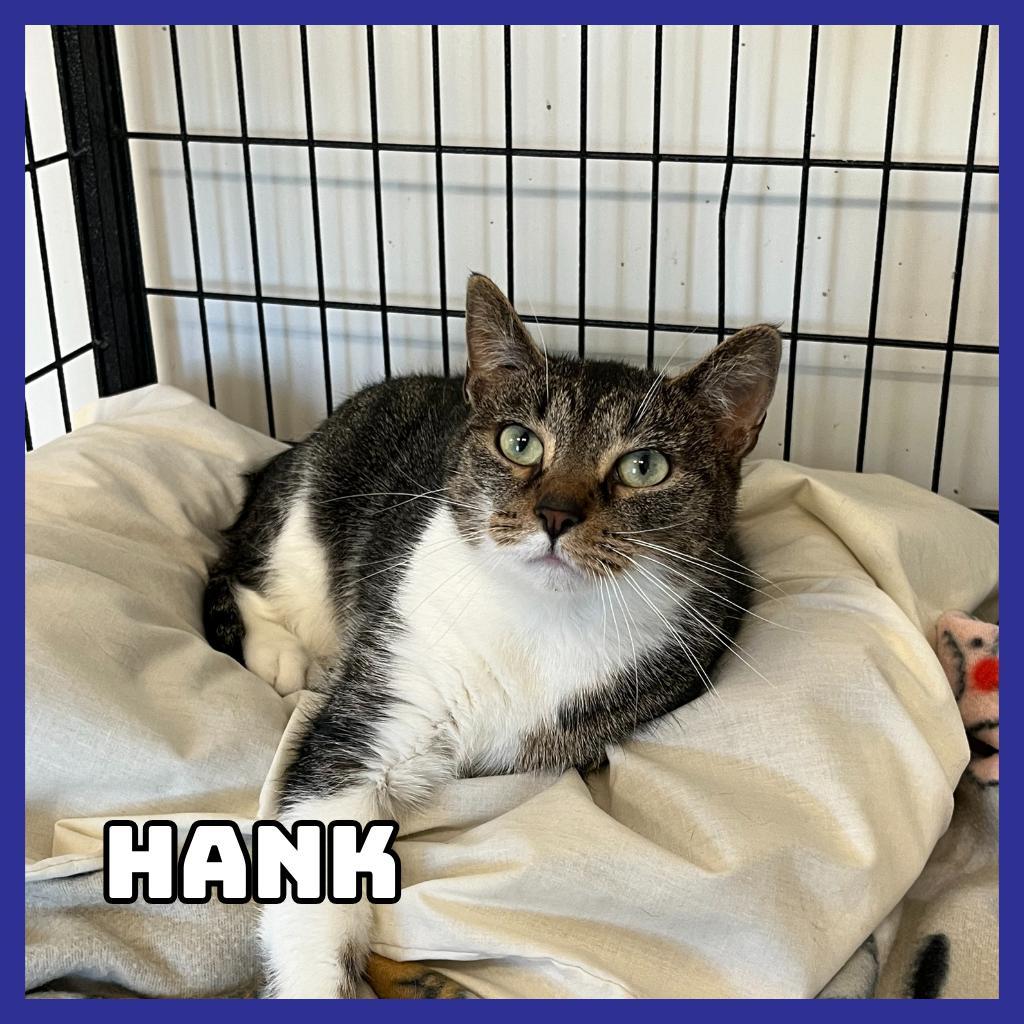 Hank, an adoptable Domestic Short Hair in Glenwood, MN, 56334 | Photo Image 1