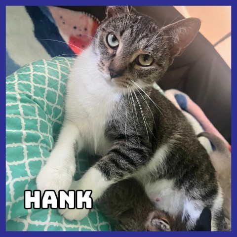 Hank, an adoptable Domestic Short Hair in Glenwood, MN, 56334 | Photo Image 2