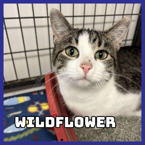 Wildflower, an adoptable Domestic Short Hair in Glenwood, MN, 56334 | Photo Image 1