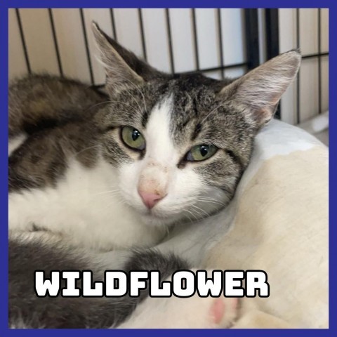 Wildflower, an adoptable Domestic Short Hair in Glenwood, MN, 56334 | Photo Image 2