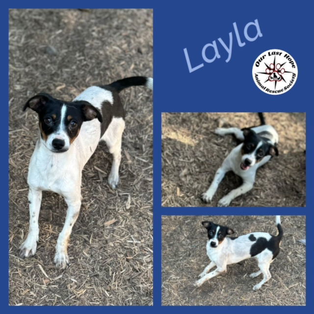 Layla, an adoptable Rat Terrier, Chihuahua in Princeton, BC, V0X 1W0 | Photo Image 1