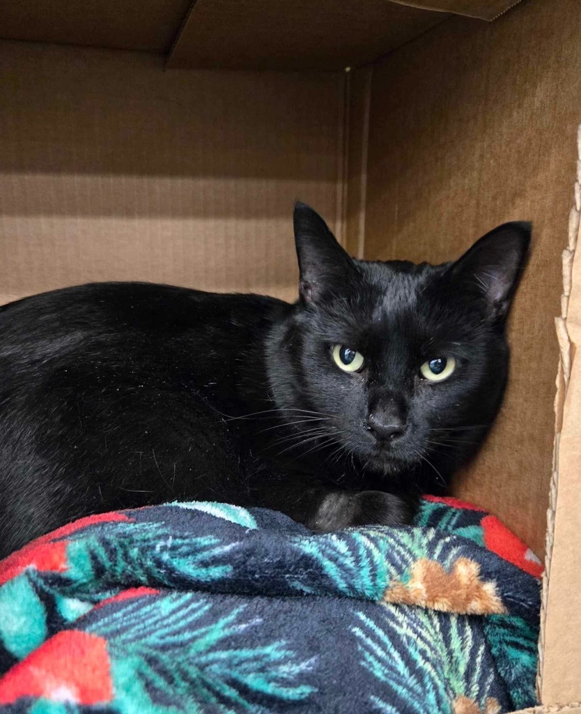 Raven, an adoptable Domestic Short Hair in Ogden, UT, 84409 | Photo Image 1