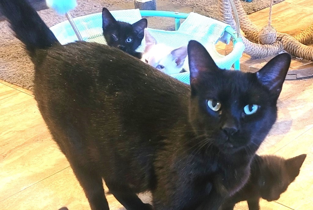 Raven, an adoptable Domestic Short Hair in Ogden, UT, 84409 | Photo Image 2