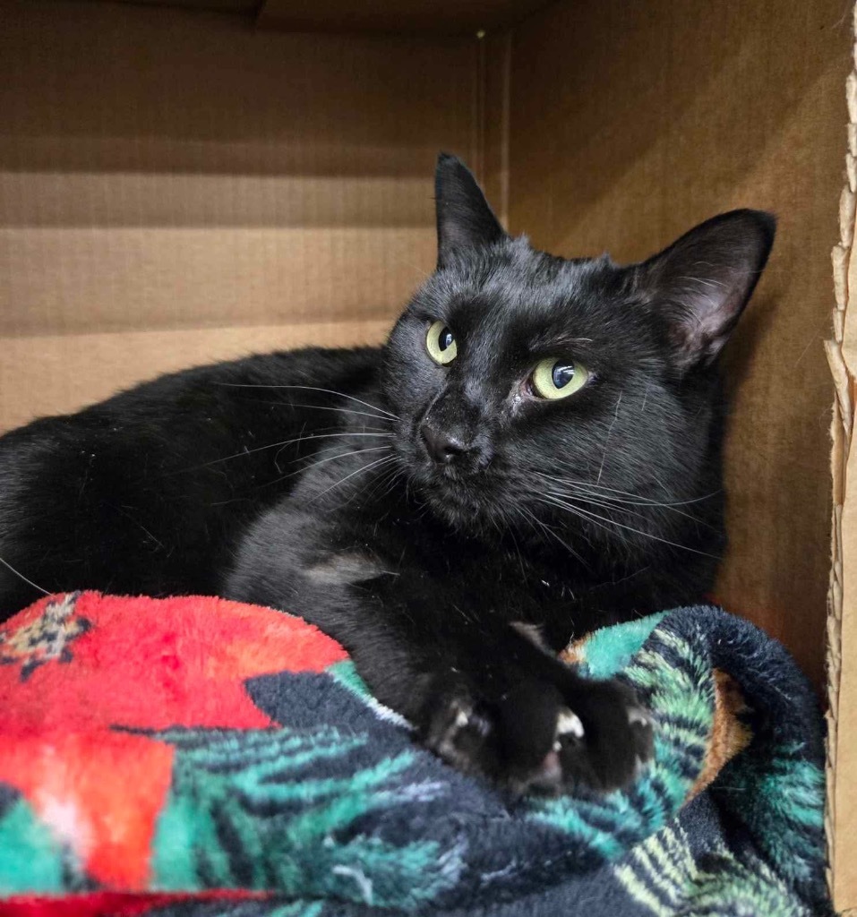 Raven, an adoptable Domestic Short Hair in Ogden, UT, 84409 | Photo Image 3