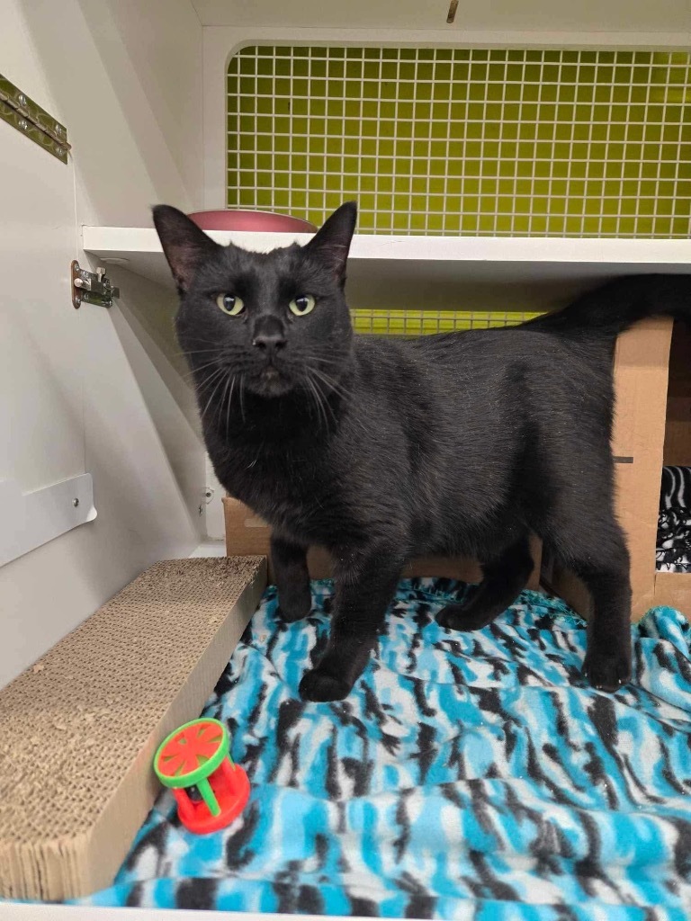 Raven, an adoptable Domestic Short Hair in Ogden, UT, 84409 | Photo Image 4