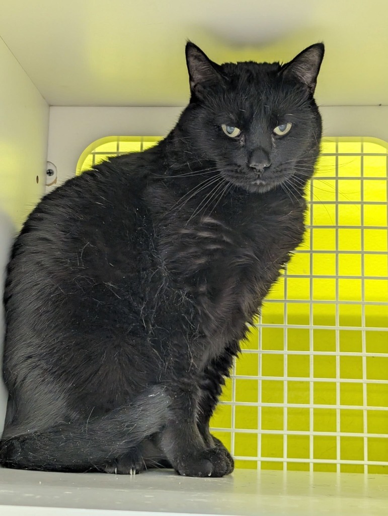 Raven, an adoptable Domestic Short Hair in Ogden, UT, 84409 | Photo Image 6