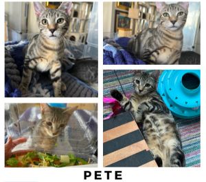 Pete