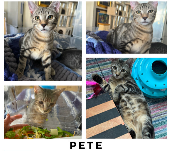 Pete 1