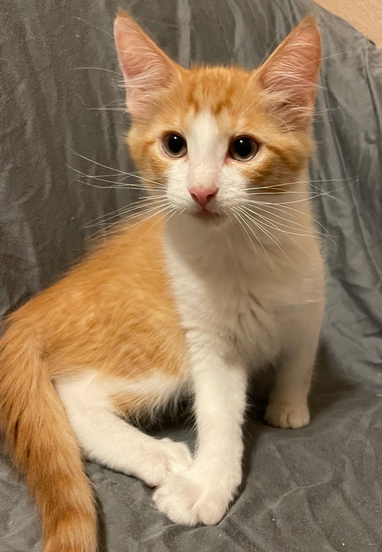 Cartwheel, an adoptable Domestic Medium Hair, Snowshoe in Austin, TX, 78711 | Photo Image 1