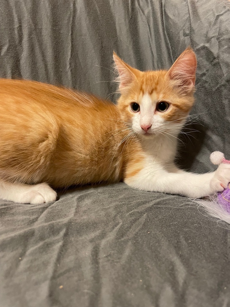 Cartwheel, an adoptable Domestic Medium Hair, Snowshoe in Austin, TX, 78711 | Photo Image 2