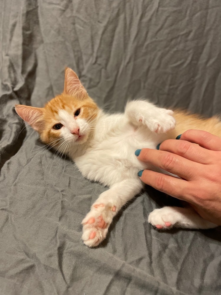 Cartwheel, an adoptable Domestic Medium Hair, Snowshoe in Austin, TX, 78711 | Photo Image 3