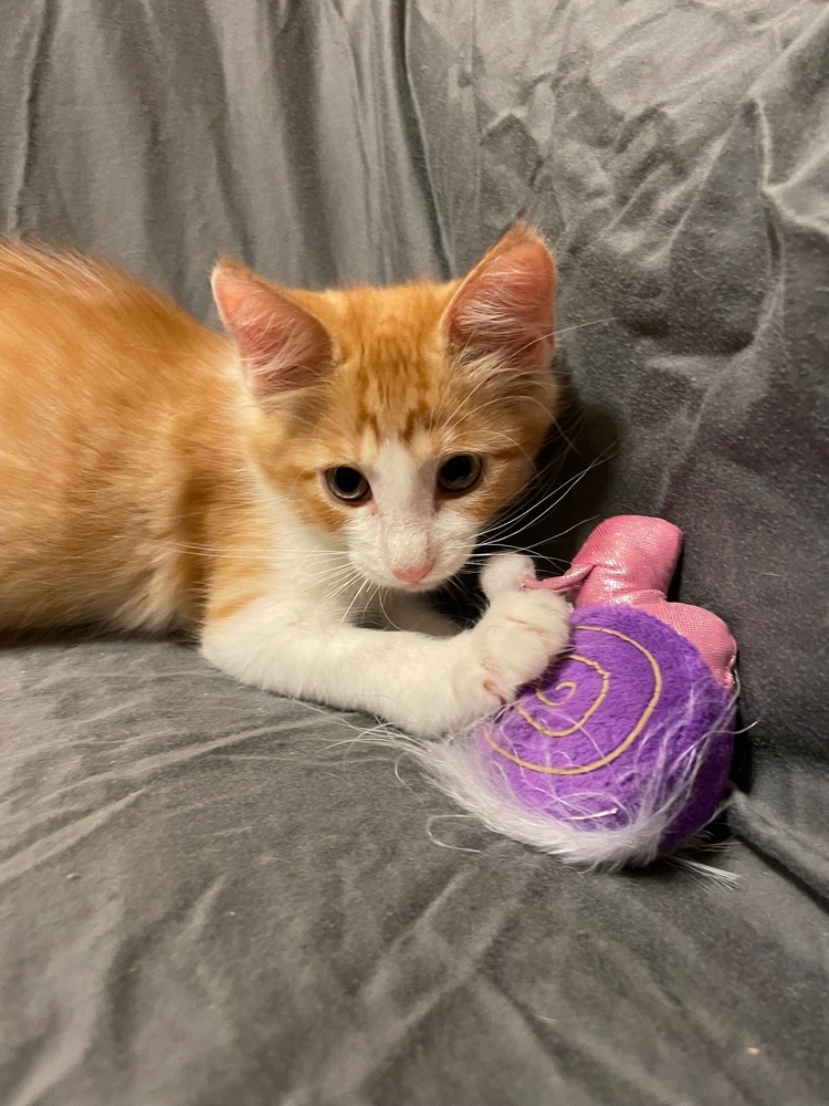 Cartwheel, an adoptable Domestic Medium Hair, Snowshoe in Austin, TX, 78711 | Photo Image 4