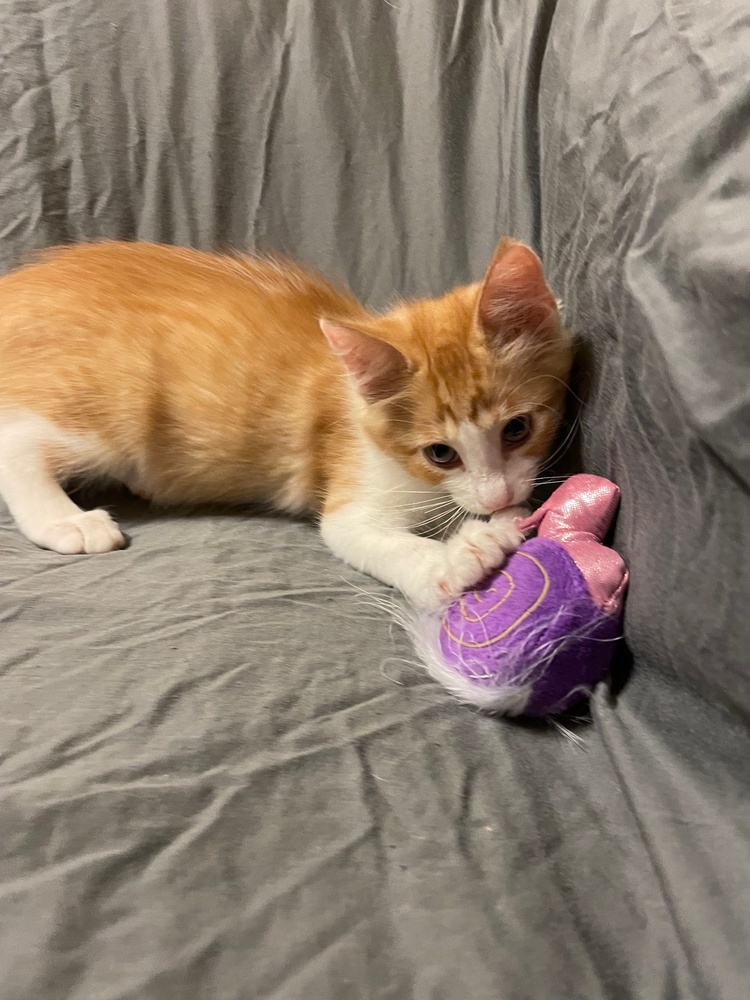 Cartwheel, an adoptable Domestic Medium Hair, Snowshoe in Austin, TX, 78711 | Photo Image 6