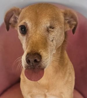 Meet Protector - I shall protect you This loving guy really shows his love and affectionate wit