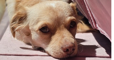 Cali #1363, an adoptable Spaniel, Dachshund in Studio City, CA, 91604 | Photo Image 1