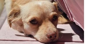 Meet Cali - California love Cali is very shy and needs time to warm up She yearns for the love