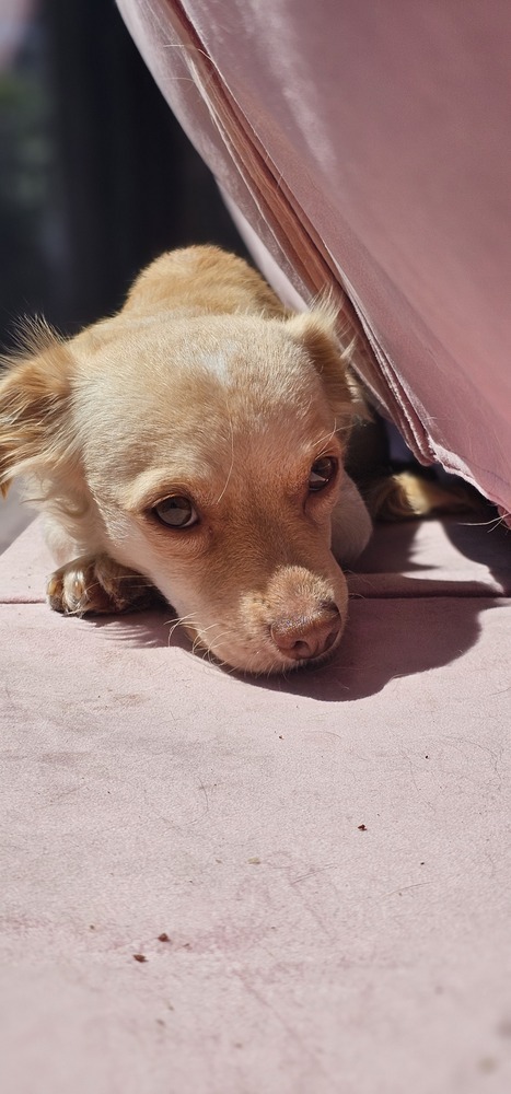 Cali #1363, an adoptable Spaniel, Dachshund in Studio City, CA, 91604 | Photo Image 2