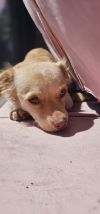 Cali #1363 photo 2