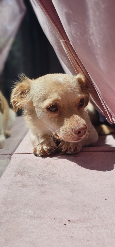 Cali #1363, an adoptable Spaniel, Dachshund in Studio City, CA, 91604 | Photo Image 3