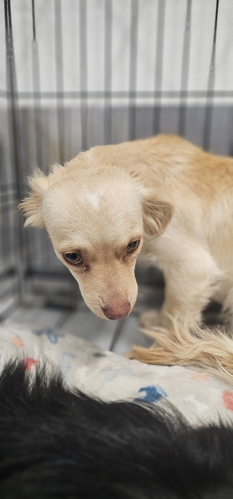 Cali #1363, an adoptable Spaniel, Dachshund in Studio City, CA, 91604 | Photo Image 4