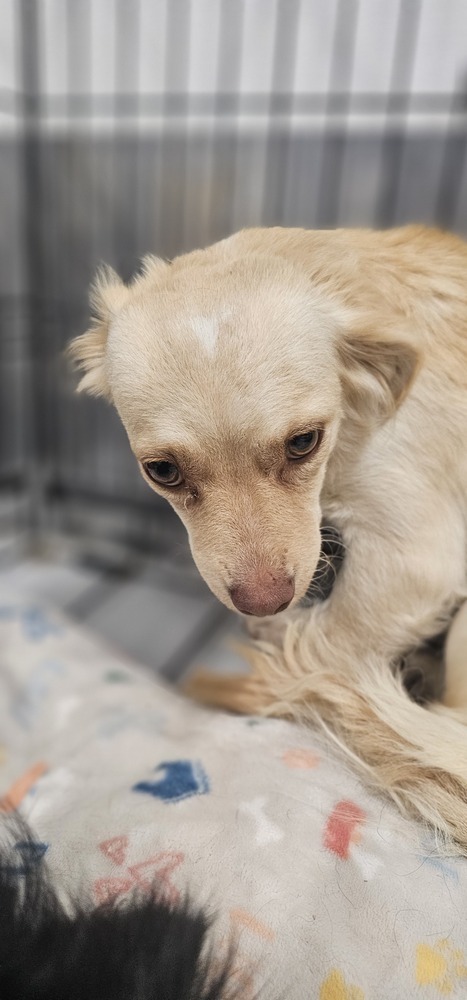 Cali #1363, an adoptable Spaniel, Dachshund in Studio City, CA, 91604 | Photo Image 5