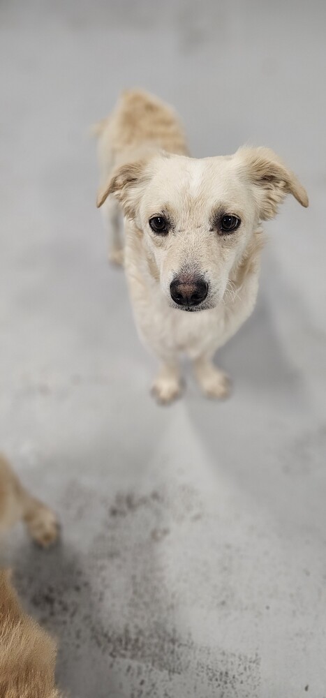 Kirby/Vibe #1846, an adoptable Spaniel in Studio City, CA, 91604 | Photo Image 3