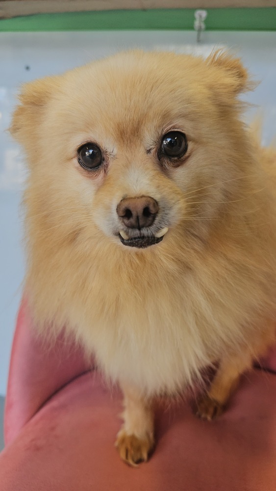 Seraphina, an adoptable Pomeranian in Studio City, CA, 91604 | Photo Image 1