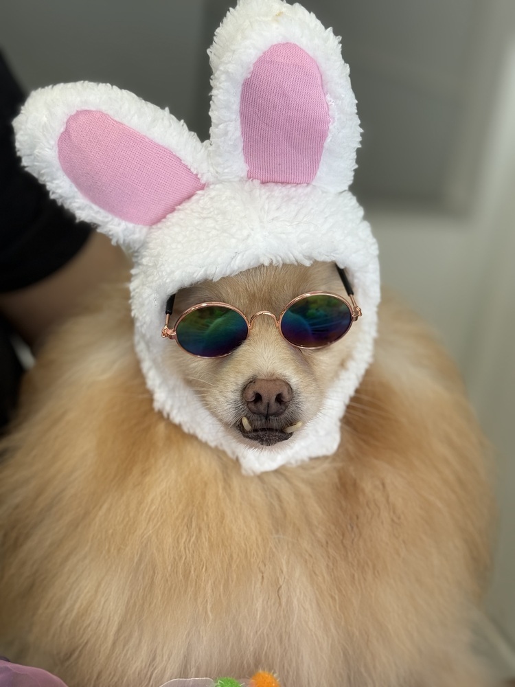 Seraphina, an adoptable Pomeranian in Studio City, CA, 91604 | Photo Image 1