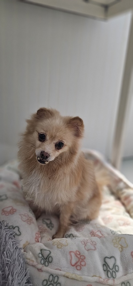 Seraphina, an adoptable Pomeranian in Studio City, CA, 91604 | Photo Image 2