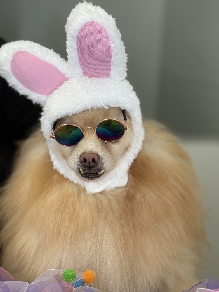 Seraphina, an adoptable Pomeranian in Studio City, CA, 91604 | Photo Image 2
