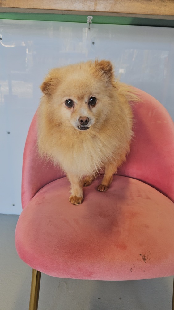 Seraphina, an adoptable Pomeranian in Studio City, CA, 91604 | Photo Image 3