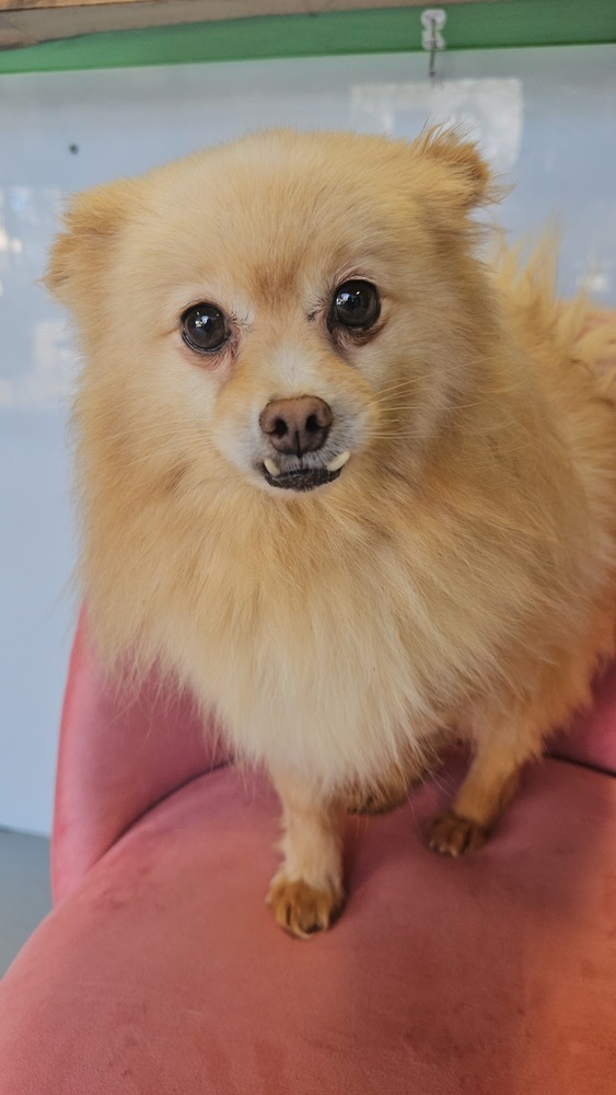 Seraphina, an adoptable Pomeranian in Studio City, CA, 91604 | Photo Image 4
