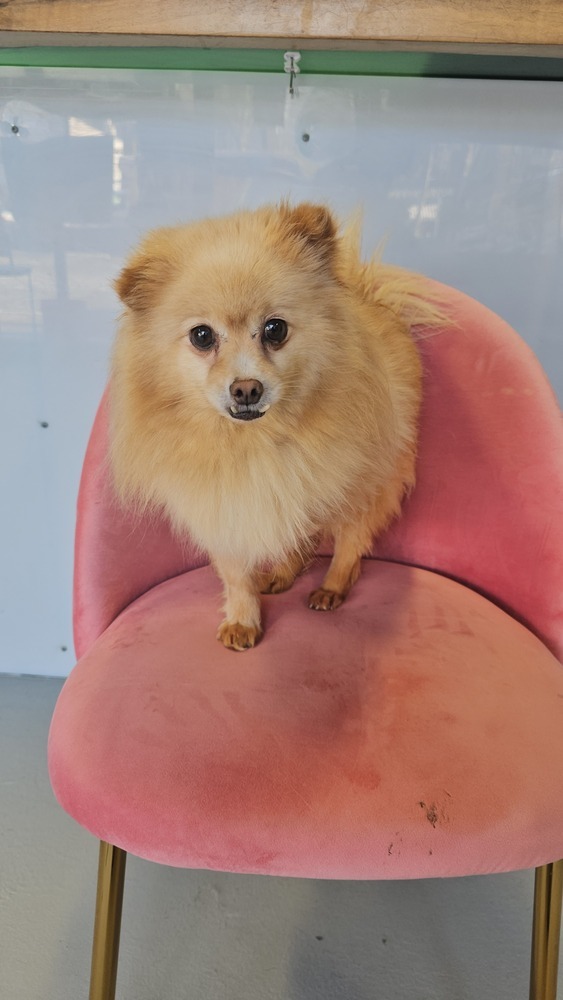 Seraphina, an adoptable Pomeranian in Studio City, CA, 91604 | Photo Image 5