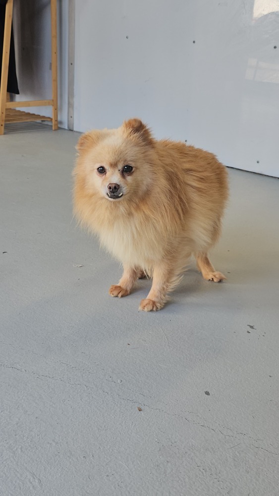 Seraphina, an adoptable Pomeranian in Studio City, CA, 91604 | Photo Image 6