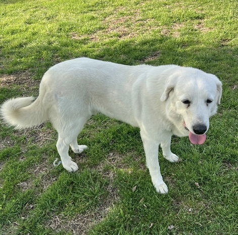 Casper ATX, an adoptable Akbash, Great Pyrenees in Austin, TX, 78731 | Photo Image 1