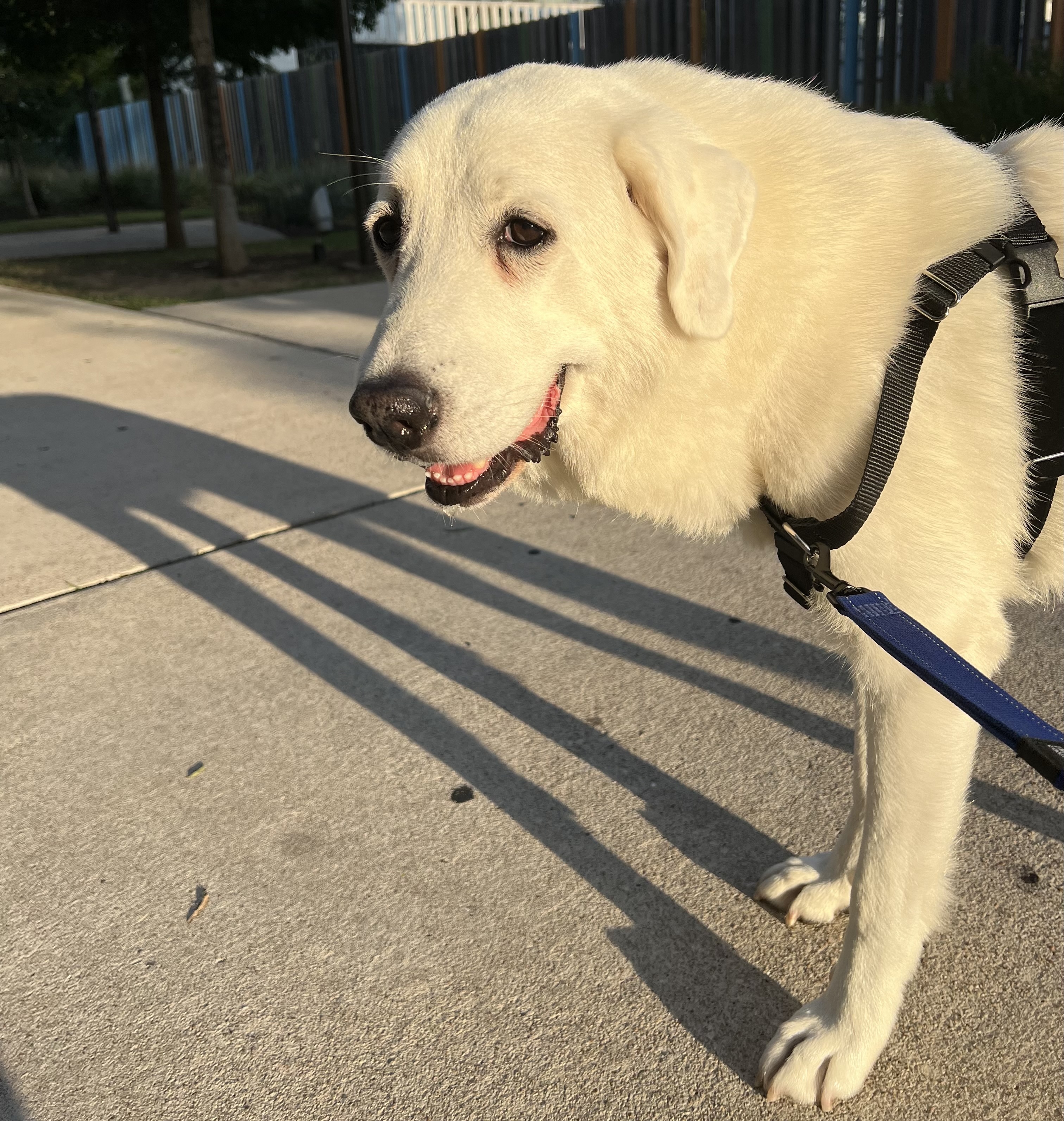 Casper ATX, an adoptable Akbash, Great Pyrenees in Austin, TX, 78731 | Photo Image 2