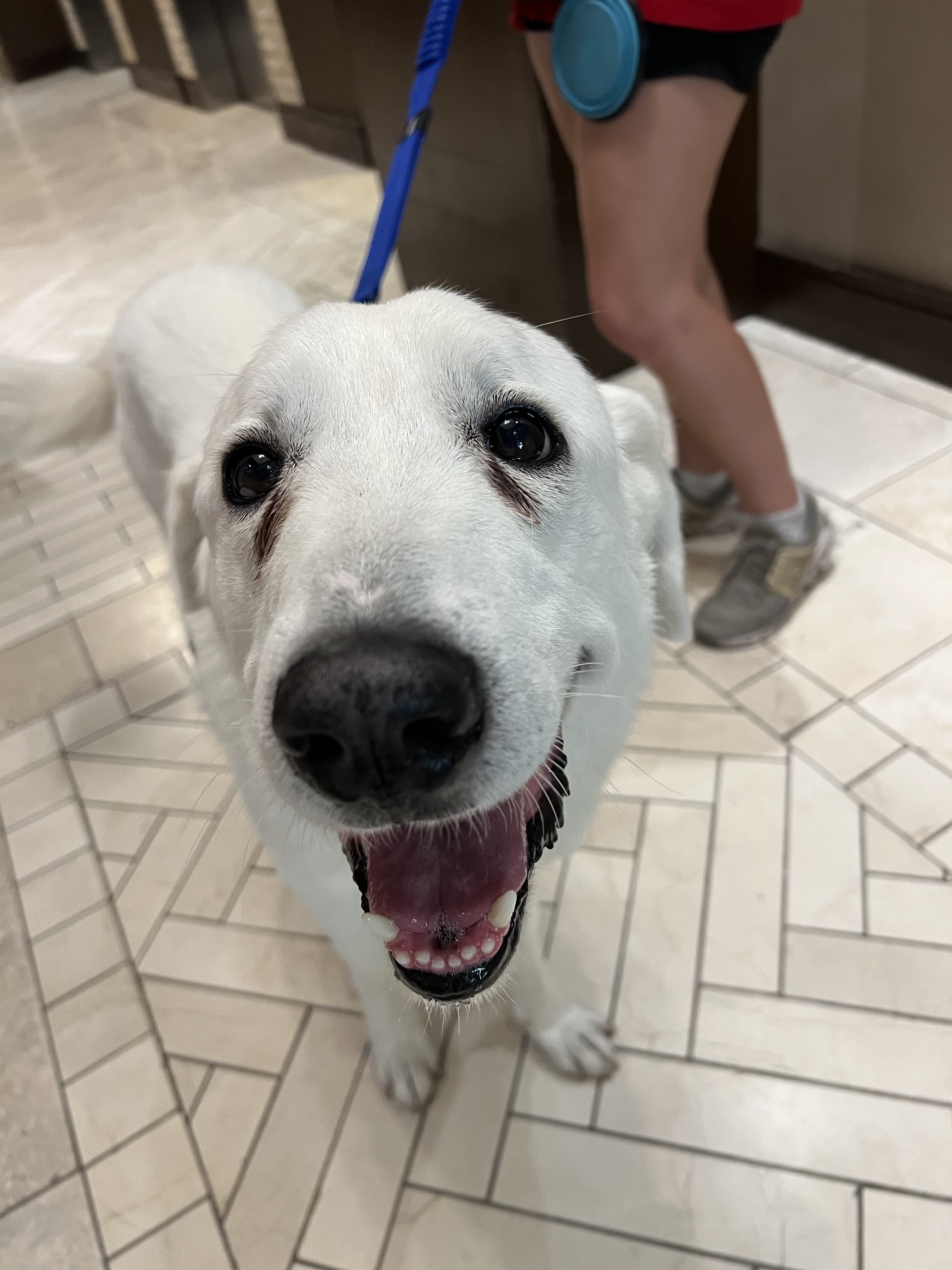 Casper ATX, an adoptable Akbash, Great Pyrenees in Austin, TX, 78731 | Photo Image 5