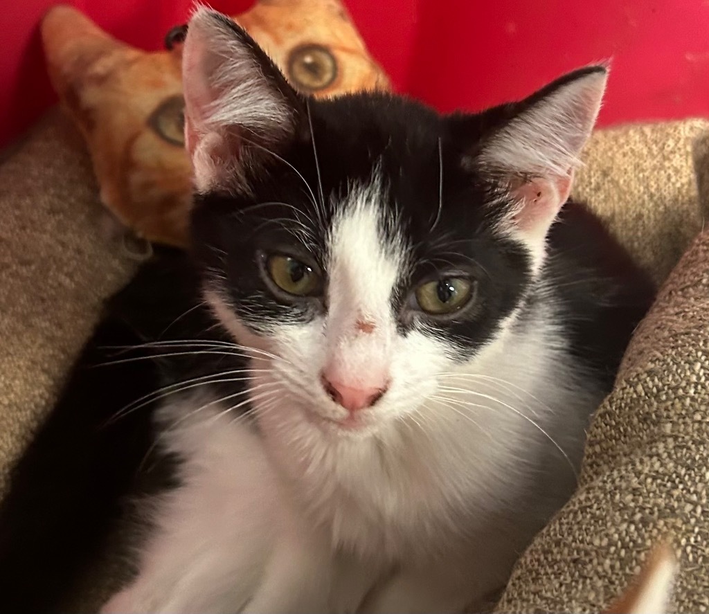 Penny, an adoptable Domestic Short Hair in Greenwood, MS, 38930 | Photo Image 1