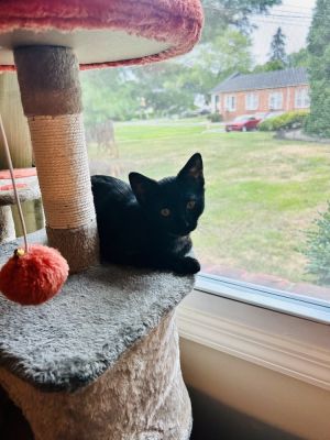 Winnifred, Adult Female Domestic Short Hair