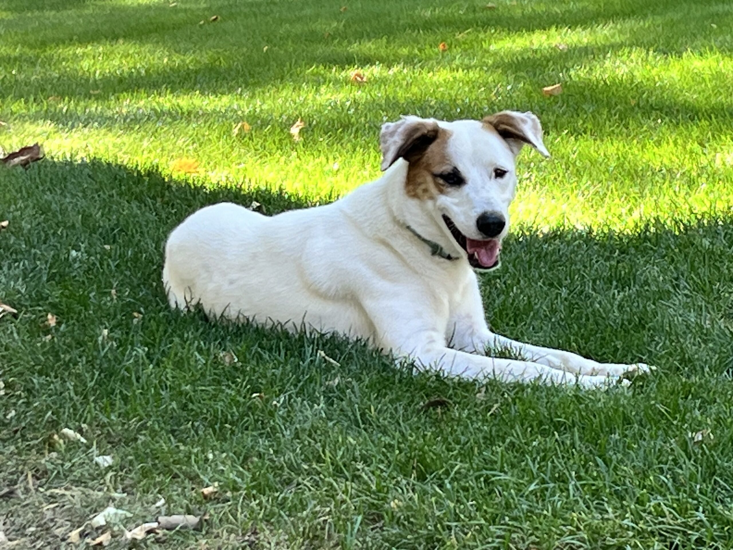 Eldridge, an adoptable Australian Cattle Dog / Blue Heeler in Grand Junction, CO, 81503 | Photo Image 1