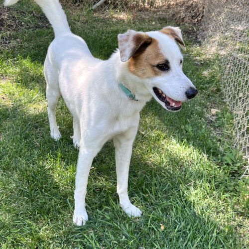 Eldridge, an adoptable Australian Cattle Dog / Blue Heeler in Grand Junction, CO, 81503 | Photo Image 2