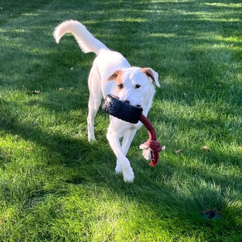 Eldridge, an adoptable Australian Cattle Dog / Blue Heeler in Grand Junction, CO, 81503 | Photo Image 3