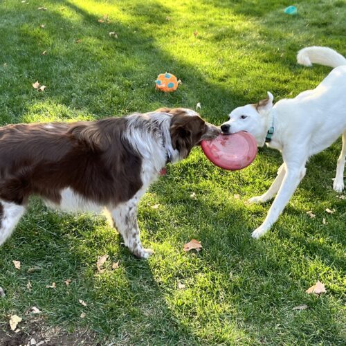 Eldridge, an adoptable Australian Cattle Dog / Blue Heeler in Grand Junction, CO, 81503 | Photo Image 4