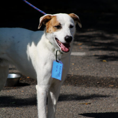 Eldridge, an adoptable Australian Cattle Dog / Blue Heeler in Grand Junction, CO, 81503 | Photo Image 5