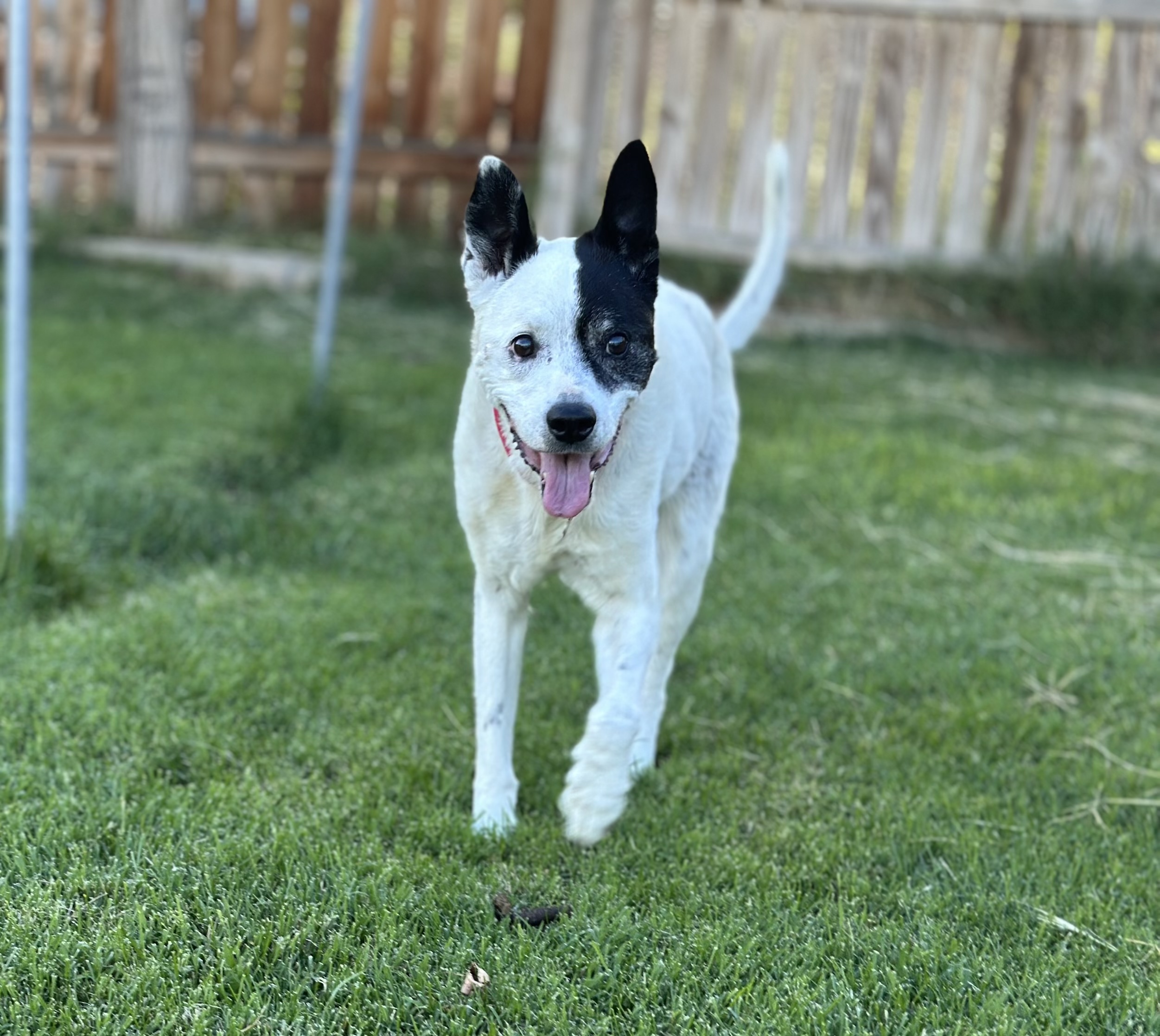 Alice, an adoptable Border Collie in Grand Junction, CO, 81503 | Photo Image 1