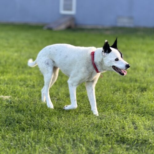 Alice, an adoptable Border Collie in Grand Junction, CO, 81503 | Photo Image 2