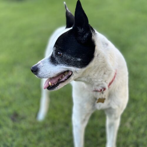 Alice, an adoptable Border Collie in Grand Junction, CO, 81503 | Photo Image 3