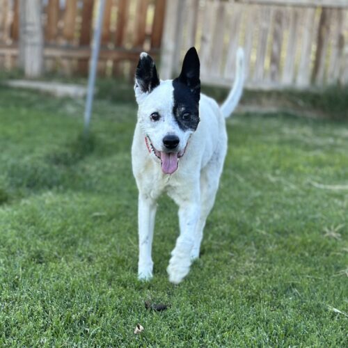 Alice, an adoptable Border Collie in Grand Junction, CO, 81503 | Photo Image 4